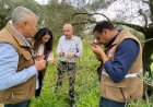 Zeytin Ağaçlarındaki Yaprak Dökümü Mercek Altında